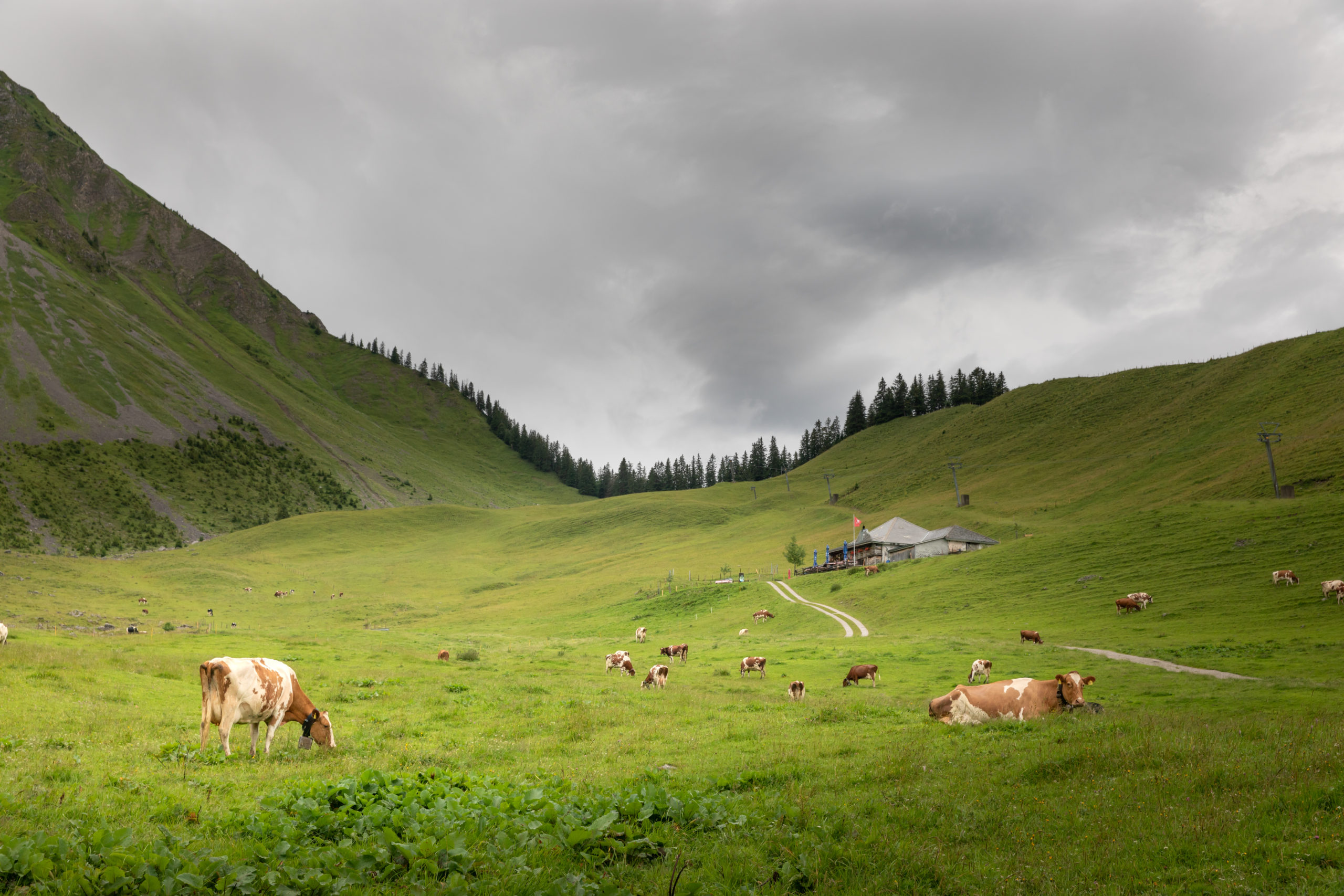 Doppeltes Jubiläum für den Vacherin Fribourgeois AOP